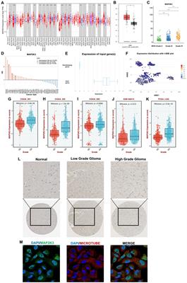 Exploring MAP2K3 as a prognostic biomarker and potential immunotherapy target in glioma treatment